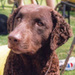 Curly the Dog - dogs icon