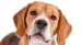 Beagle - dogs icon