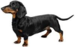 Dachshund - dogs icon