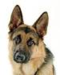 German Shepherd - dogs icon