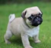 Pug - dogs icon