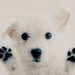 Icon made by me - dogs icon