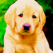Puppy - dogs icon