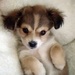 Cute Puppy - dogs icon