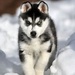 Siberian Husky Pup - dogs icon