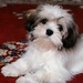 Sweet Puppy - dogs icon