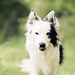 Young Border Collie - dogs icon
