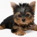 Yorkshire Terrier - dogs icon