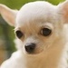 Cute Chihuahua - dogs icon