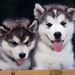 Cute Huskies - dogs icon