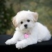 Cute Pup - dogs icon
