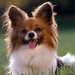 Cute - dogs icon