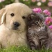 Friends - dogs icon