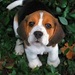 Sweet Puppy - dogs icon