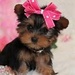Sweet Yorky - dogs icon