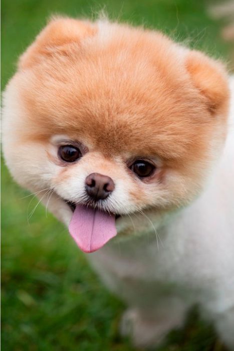 Собачка Boo – самая популярная собака