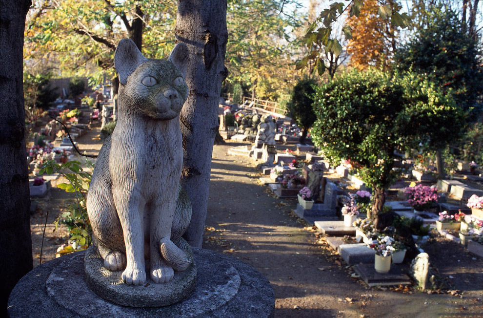  3. Нашли свой последний приют на Кладбище собак и многие животные-актёры, например, собака-актё