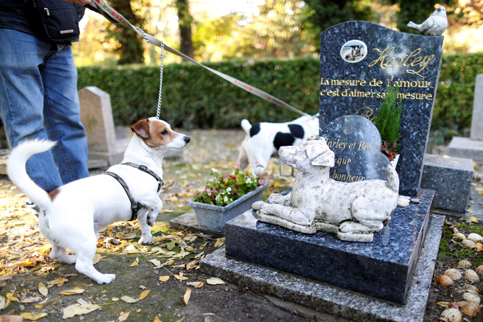  8. Кроме именитых животных, на кладбище находятся и могилы анонимных или обычных домашних питом