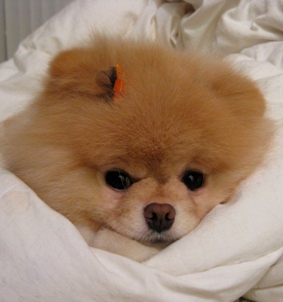 Собачка Boo – самая популярная собака