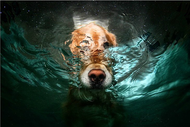 В один из таких моментов фотограф подумал: «Интересно, а как он выглядит под водой?»