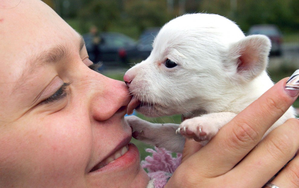 животные дружба животных день один день щенки 2000 год США национальности