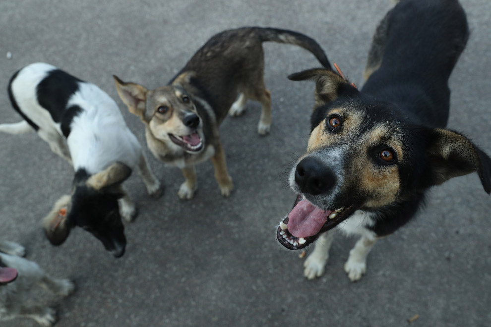  15. Собаки на фоне заброшенной после аварии Чернобыльской АЭС. (Фото Sean Gallup): 