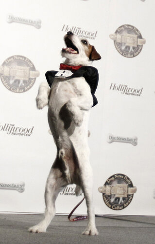 Собачий Оскар 2012
