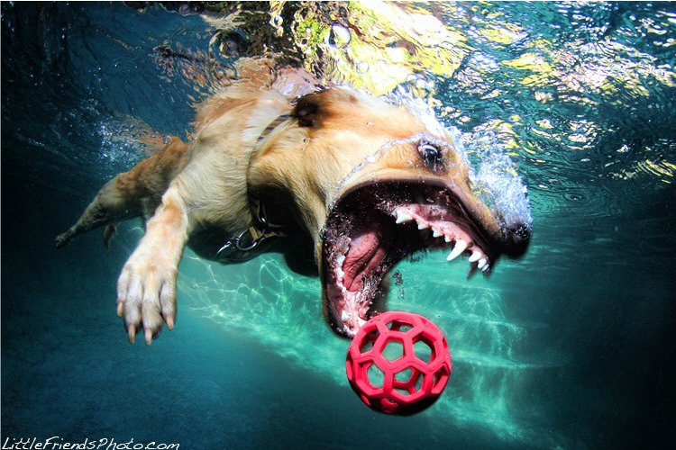 Маленькие собаки под ведут себя более сдержано под водой: