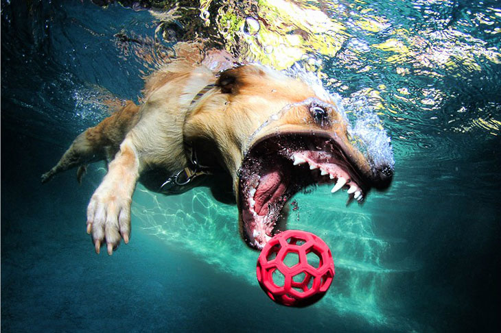 Идея снимать подводных собак пришла к фотографу 2 года назад.