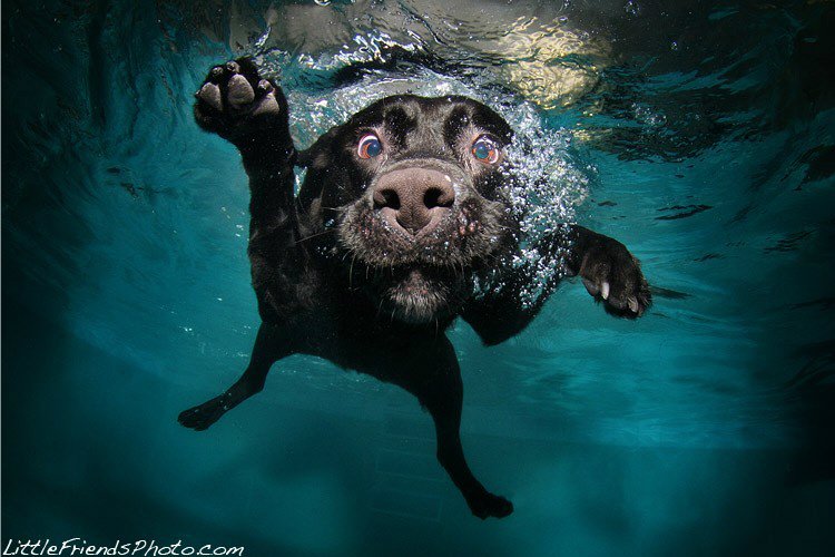 С этого момента Сет Кастиль увлекся подводной фотографией с собаками. До этого, собак с такого ракур