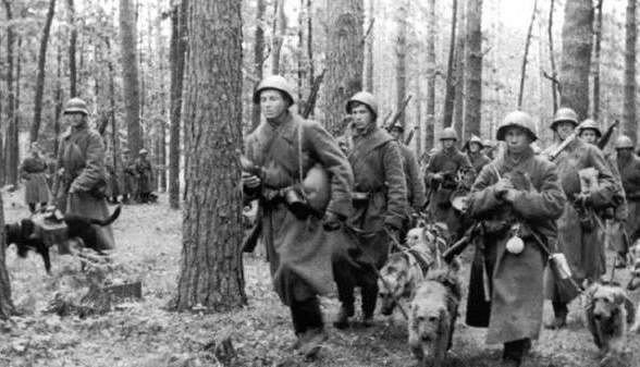 jurashz.livejournal.com, ВОВ, WW2, Вторая мировая, служебные собаки, война, армия, оружие, история, СССР