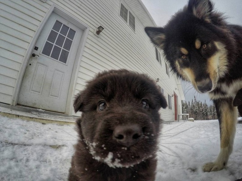 Стоматолог из Аляски и его мимимишные собаки покорили интернет