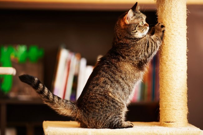 Несмотря на недлинные лапки, Манчкины проворные кошки и способны прыгать на невысокие стулья, столики, диваны