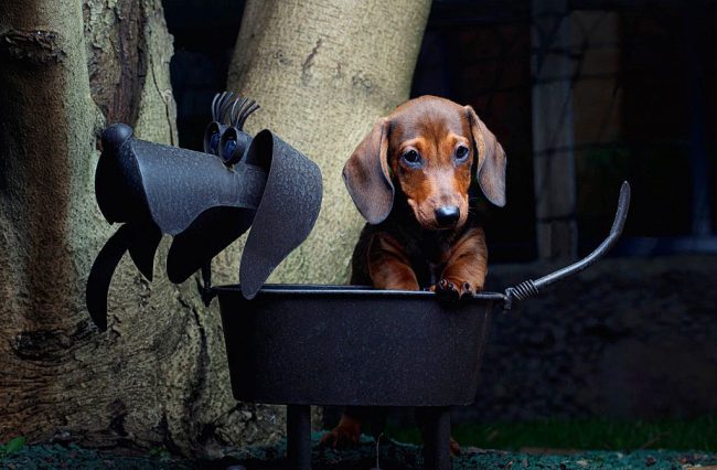 Недавно инженеры придумали специальный мангал для собак - теперь любой щенок может поджарить косточку или сосиску по своему вкусу