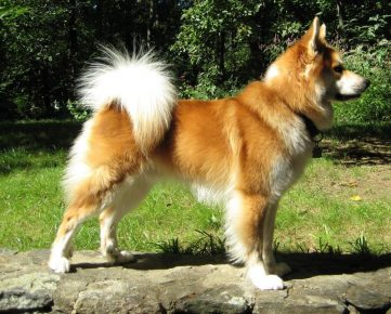 Рыжая исландская собака