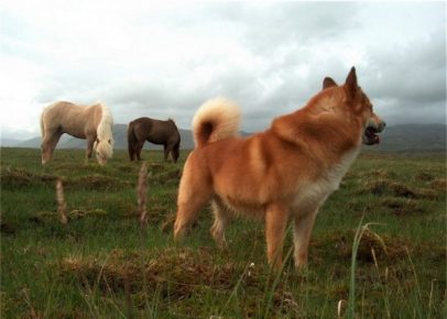 Исландская собака пасёт скот в поле