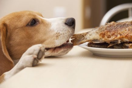 Собака пытается утащить жареную рыбу за хвост с тарелки