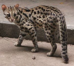 Особенности и внешний вид бенгальской кошки