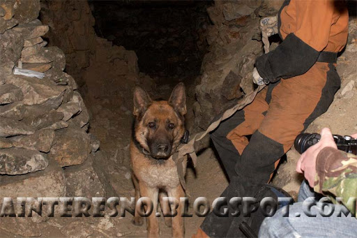 Сьяны - подземная собака