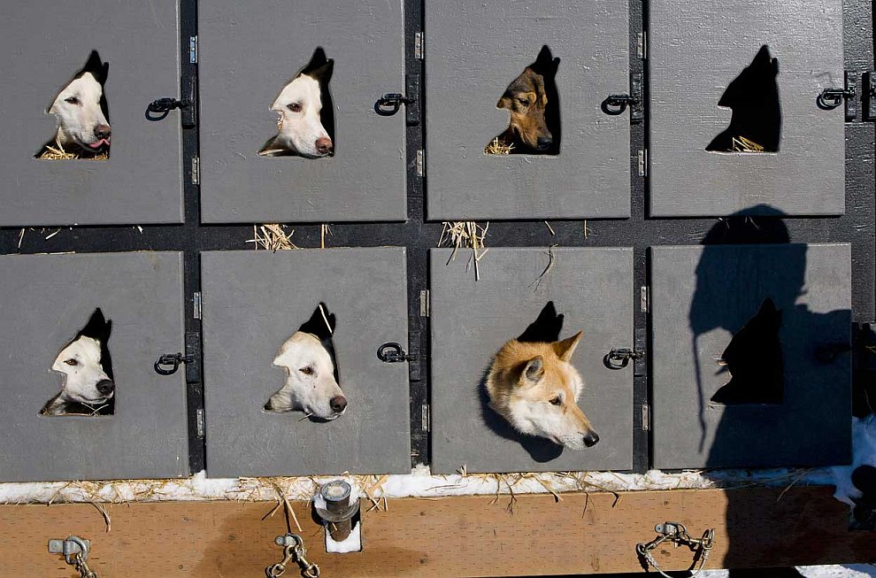 Гонка на собачьих упряжках Айдитарод 2012