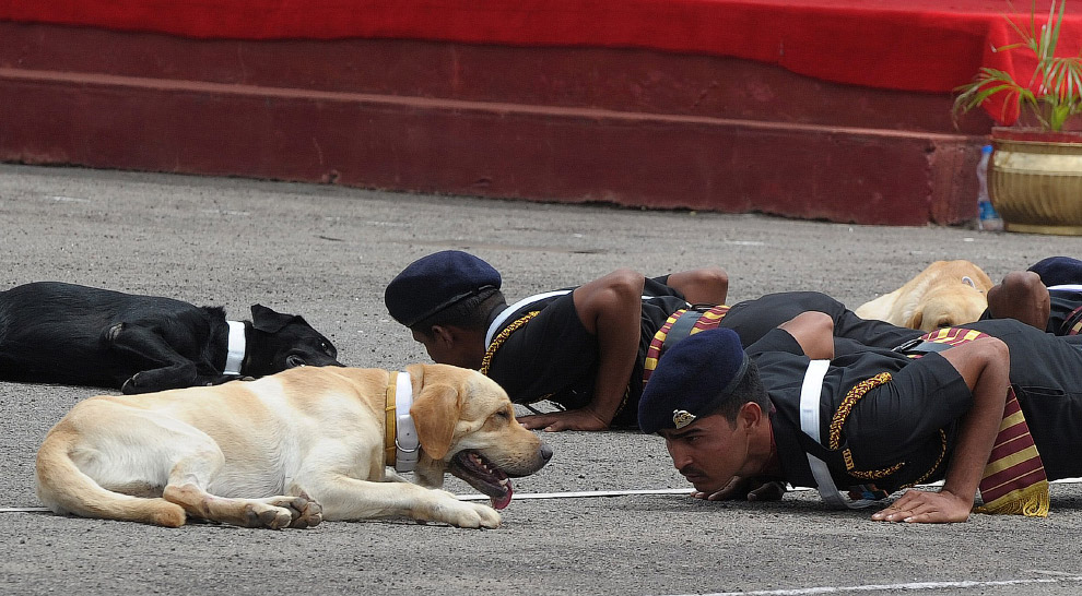 Собаки-солдаты из Индии на тренировке