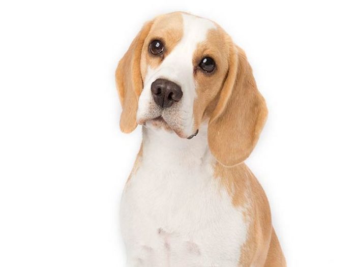 beagle-on-white-08