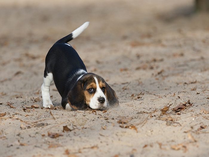I wanna play ... this 8 weeks young Beagle said.A puppy with a waggy tail on yellow sand.