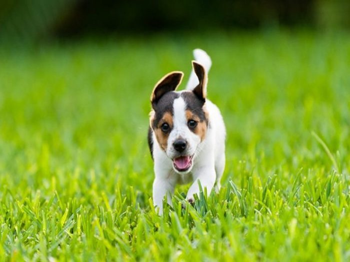 beagle-puppy-12-640x427