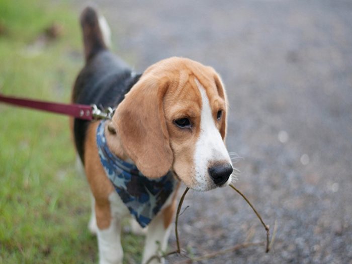 Nice beagle dog boy play branch in the garden