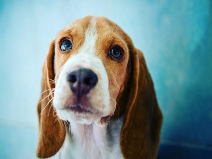 beagle-puppy-2-640x427