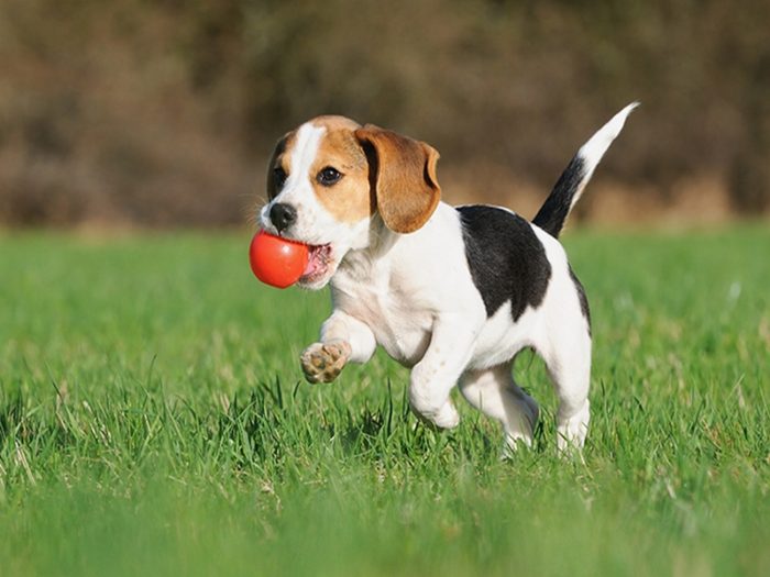 Happy beagle puppy dog plays with a toy