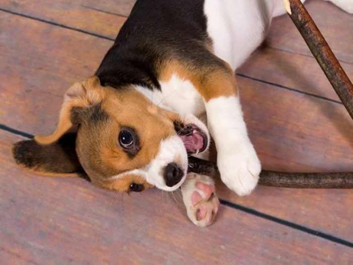 beagle-puppy-5-640x427