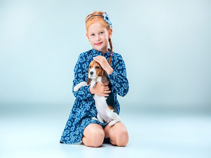 The happy girl and beagle puppie on gray background