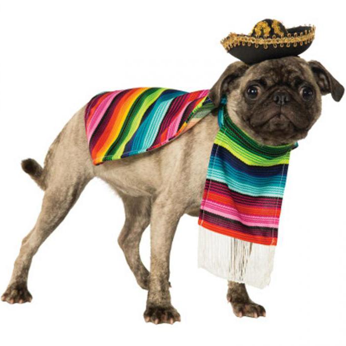 мексиканский епандос собака